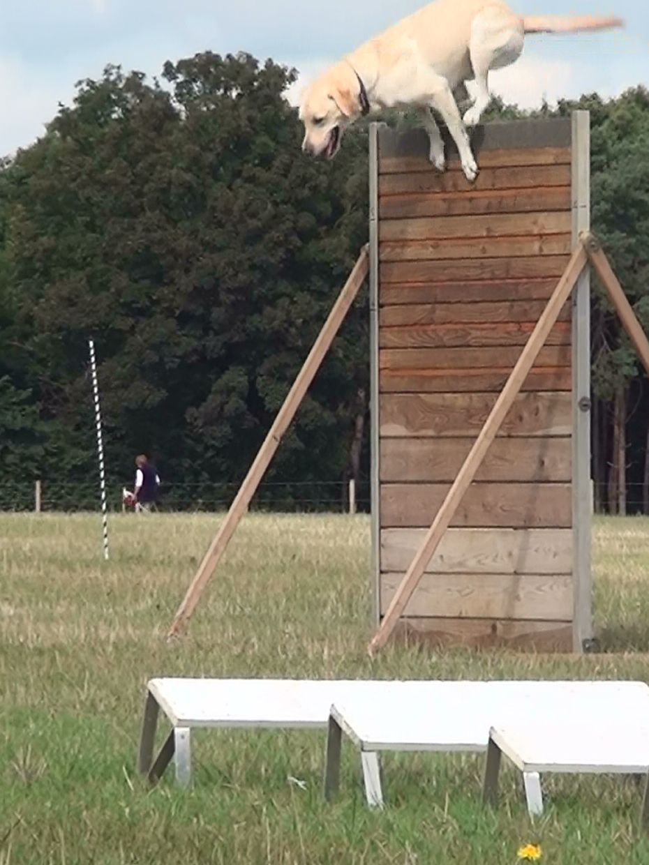 labrador returning over the scale